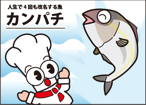 なので！今回は7月が旬の面白い魚「カンパチ」を紹介するタニ！